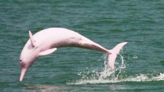 Delfines rosados reaparecen en Hong Kong y conquistan las redes: FOTO