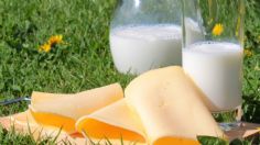 Queso, leche y yogurt; mitos, realidades y beneficios de estos alimentos