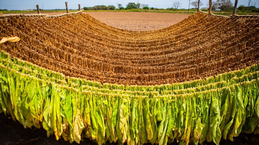 Impulsan empresas de alimentos estrategias para cuidar el campo