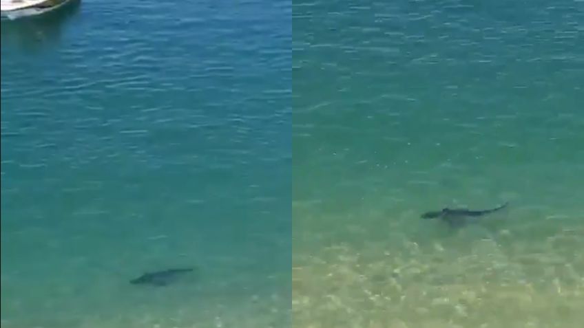 ¡Cuidado! Tiburón sorprende y pone en alerta a bañistas de Puerto Marqués en Acapulco