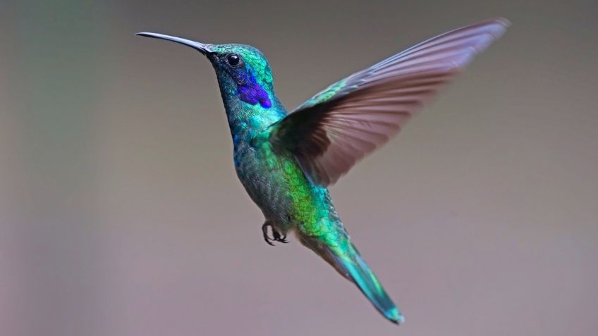 Conoce Tzintzuntzan, el Pueblo Mágico en Michoacán que esta inundado de colibríes