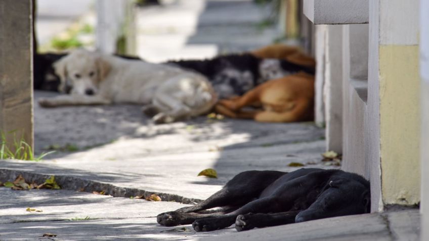 Reportan ENVENENAMIENTO MASIVO de perros en zona Centro de Tampico Alto