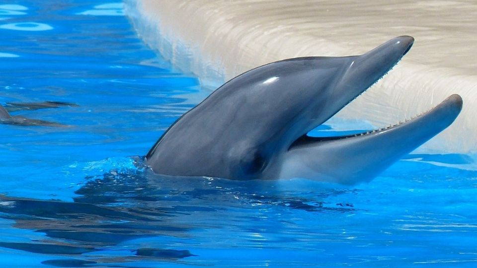 Actualmente existe alrededor de 3 mil delfines en cautiverio que son usados para tener experiencias con delfines. FOTO: ESPECIAL