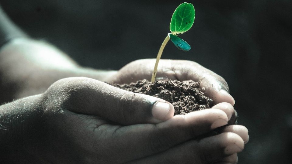 La selección de especies y cantidades utilizadas para la reforestación fue determinada de acuerdo con los lineamientos contemplados en el Programa de Manejo de cada Área Natural Protegida Foto: Especial