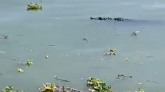 Lago de Chapala en alerta por presencia de cocodrilos: VIDEOS