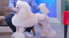 Cómo cuidar y mantener el pelo de mi PERRO ¡Checa estos TIPS!