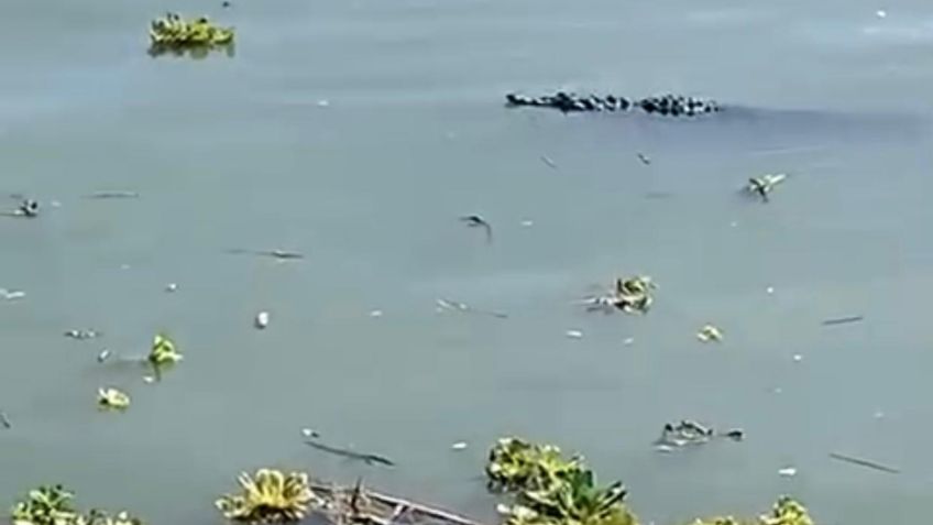 Lago de Chapala en alerta por presencia de cocodrilos: VIDEOS