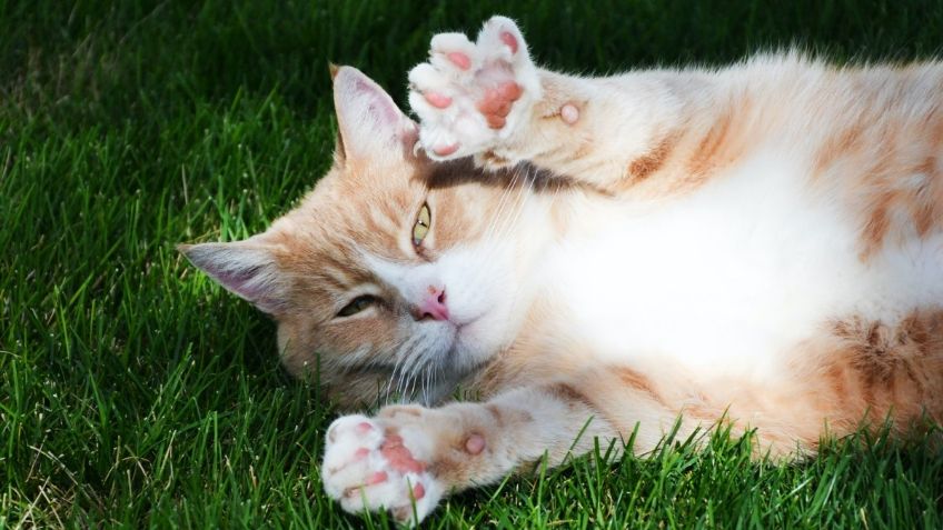 ¡Atención y cariño! Estos son los cuidados que deben tener los GATOS al ser esterilizados