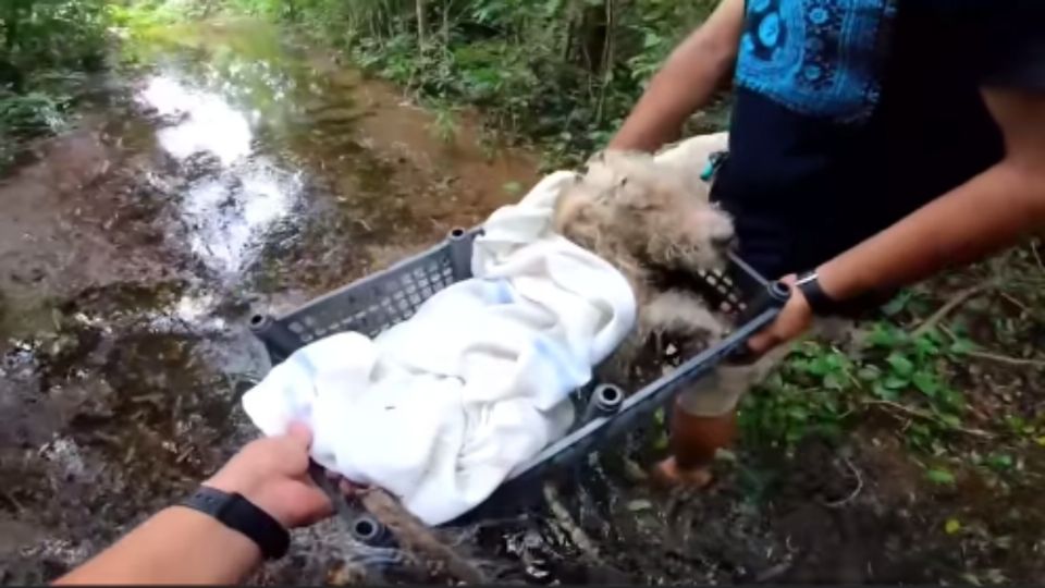 Perrito es encontrado dentro de una cubeta atado de patas y hocico. Foto: Especial