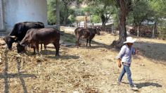 Necesarias nuevas políticas para fomentar el sector agropecuario: Sader