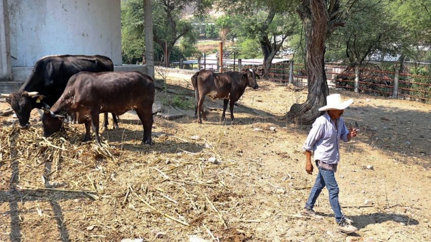 Necesarias nuevas políticas para fomentar el sector agropecuario: Sader