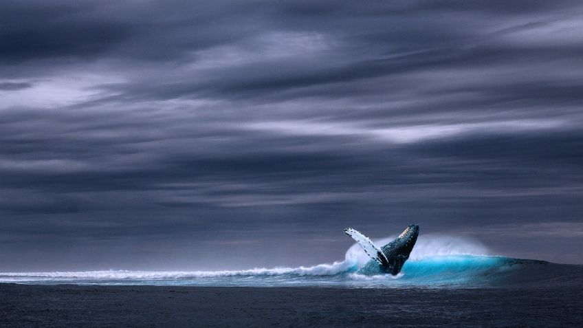 Nueva Zelanda intenta rescatar a 25 ballenas varadas en la Isla Norte