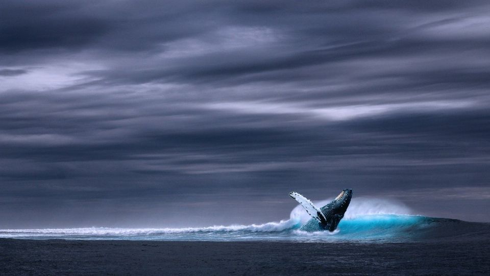 Este incidente se da casi un mes después de que unas 380 ballenas piloto murieran en Tasmania Foto: Pixabay