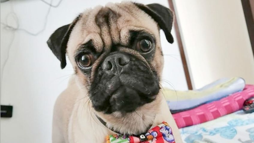 Perros Pug: Conoce sus cualidades y características ÚNICAS antes de elegirlo