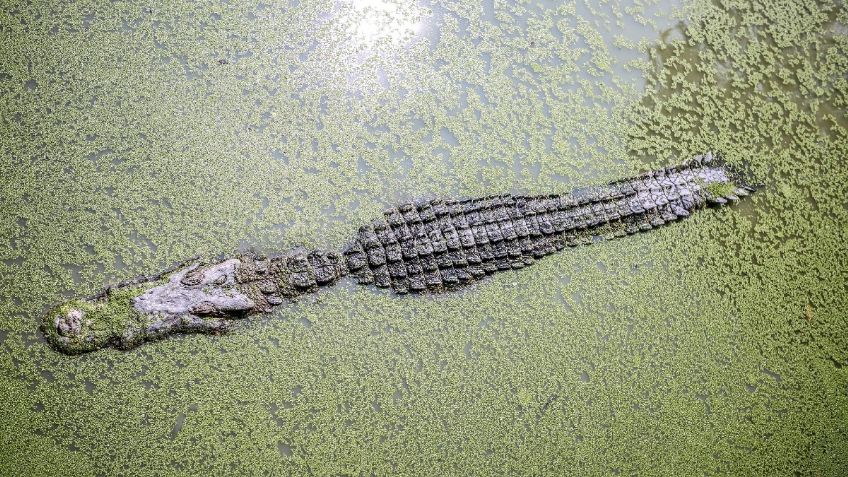 El aterrador momento en que un cocodrilo arrastra un cuerpo de un pescador en un río | VIDEO