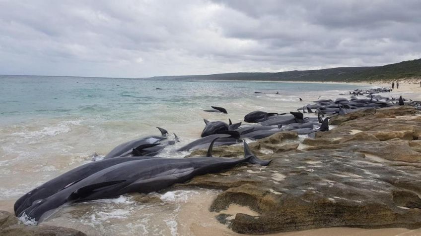 Mueren 19 ballenas pilotos tras quedar varadas en el norte de Nueva Zelanda