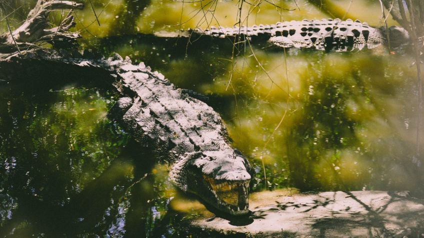 La sobrepoblación de cocodrilos pone en jaque a Tamaulipas, analizan autorizar su caza