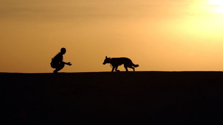 ¿Por qué mi PERRO no obedece cuando le hablo por su nombre?