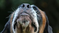 Respira muy hondo antes de conocer el significado de que tu perro olfatee la entrepierna de tus invitados, según la ciencia