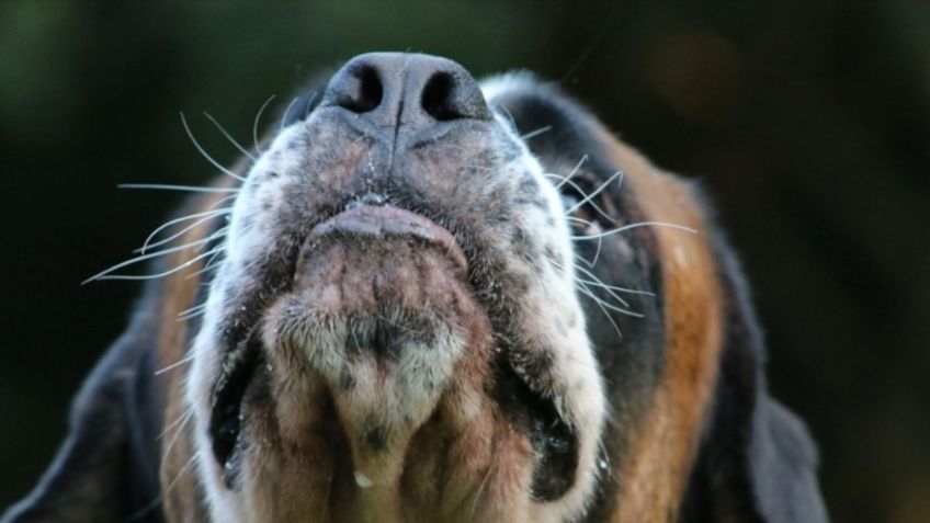 Respira muy hondo antes de conocer el significado de que tu perro olfatee la entrepierna de tus invitados, según la ciencia