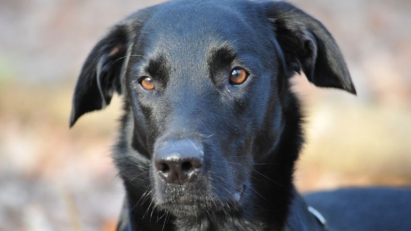 ¡Dolorosa lección! Perrito sufre ATAQUE de un puercoespín: VIDEO