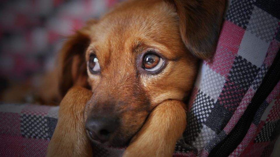 El ataque ocurrió este domingo, y el lunes Fundación Laika informó que Romeo se encuentra estable de salud pero podría tener secuelas.