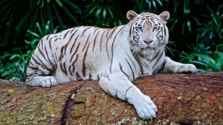 Tigre de Bengala asegurados en Matamoros son trasladados al zoológico Tamatán