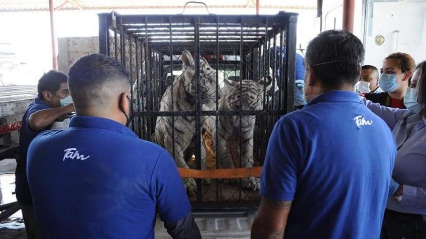 Tigre de Bengala asegurados en Matamoros son trasladados al zoológico Tamatán