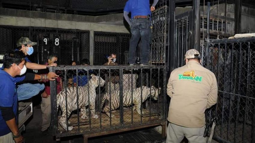 Tigre de Bengala asegurados en Matamoros son trasladados al zoológico Tamatán