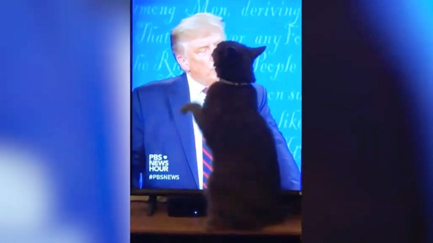 Gatito ARAÑA con furia el rostro de Donald Trump: VIDEO