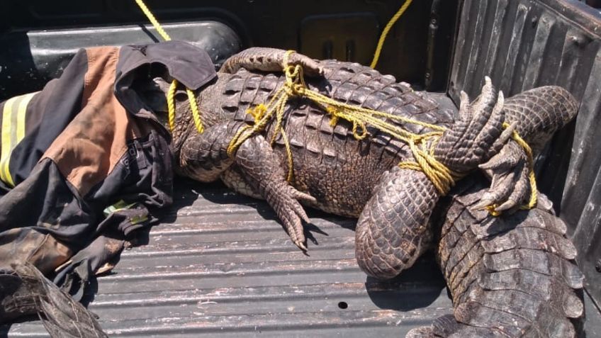 Cocodrilos de hasta tres metros son capturados en viviendas