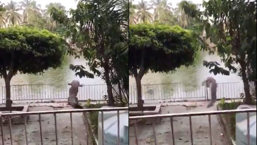 VIDEO VIRAL: Enorme cocodrilo es captado en hotel de Tabasco; causa alarma en la población