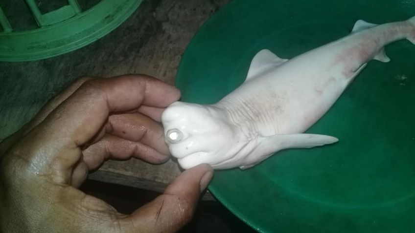 ¿Qué es eso? Capturan extraña criatura albina y con un solo ojo en Indonesia: FOTOS