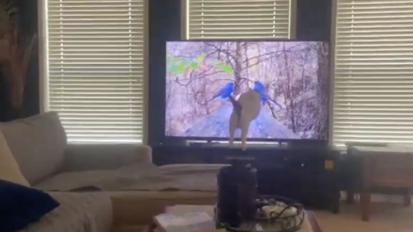 ¡Lo engañaron! Gato se estrella contra televisor por ATACAR a dos pájaros: VIDEO