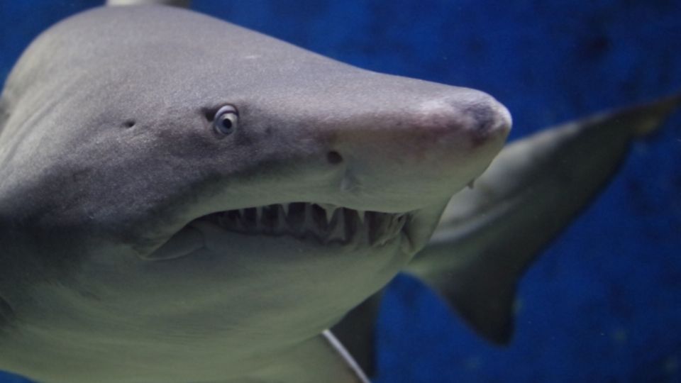 Tiburón blanco intenta romper jaula con turistas dentro. Foto: Pxhere