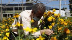 Floricultores mexiquenses piden apertura y entrada escalonada en panteones por Día de Muertos