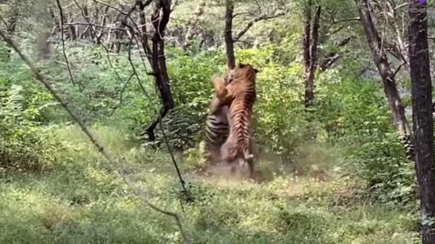 VIDEO VIRAL: Captan intensa y feroz batalla entre dos tigres en la India