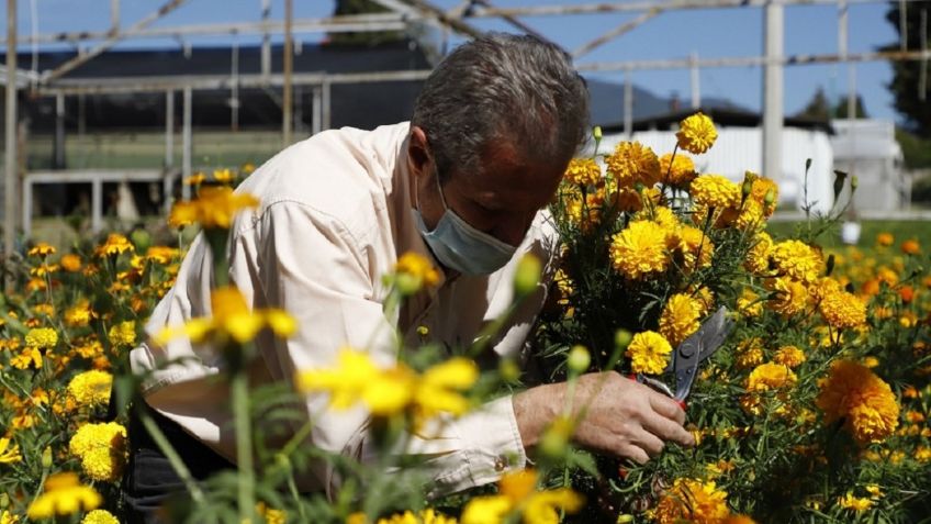 Floricultores mexiquenses piden apertura y entrada escalonada en panteones por Día de Muertos