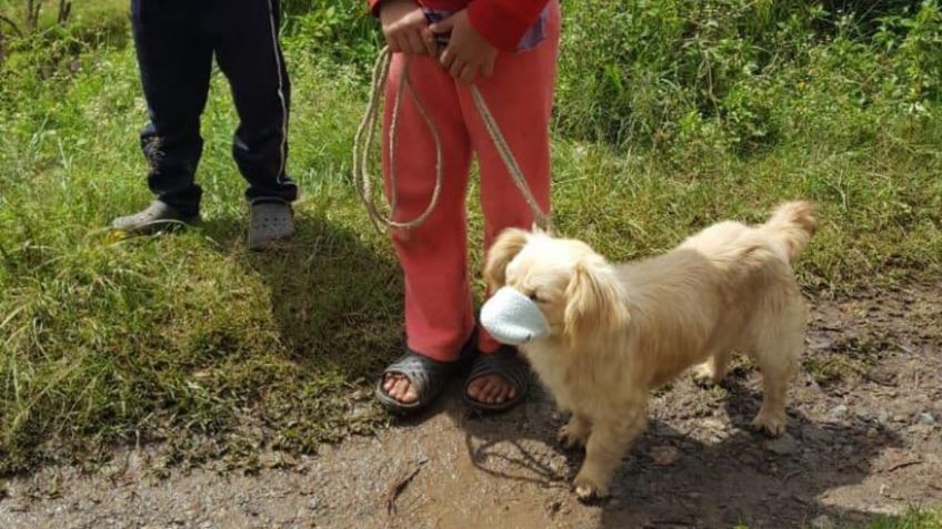 Perrito con cubrebocas llena de ternura las redes; niños lo llevan a vacunar contra la rabia