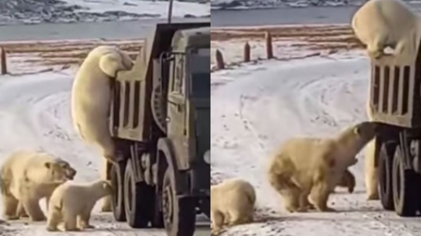 ¿Hambre? Familia de osos polares registran camión de basura: VIDEO