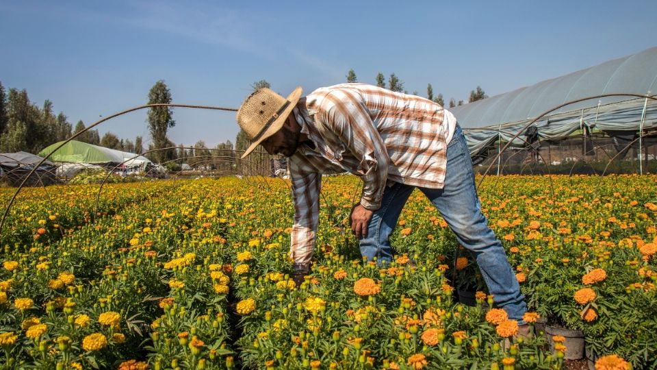 La festividad del Día de Muertos es una de las más importantes para los mexicanos. Foto: Yadín Xolalpa