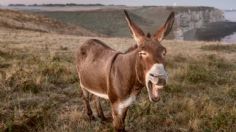 "Como burro en primavera"; ¿Qué significa esta expresión popular mexicana?