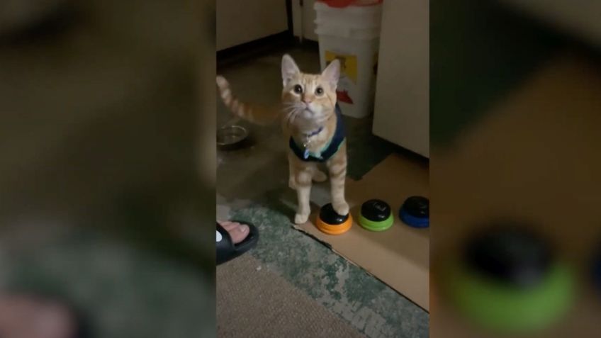 Gatito puede "hablar" con sus dueños; sorprende su habilidad e inteligencia: VIDEO