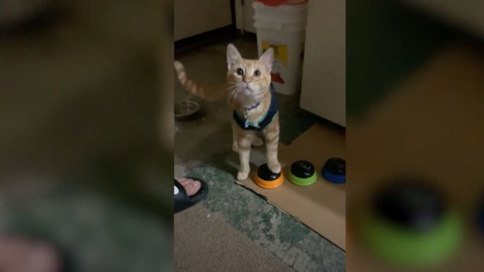 El pequeño mishi sorprendió por su gran inteligencia. Foto: Caters