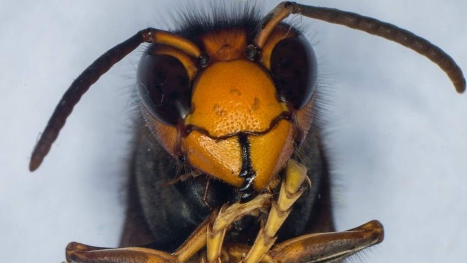 Los avispones, avispas y abejas comunes en Estados Unidos matan a un promedio de 62 personas al año. Foto: Archivo/ Twitter @T13