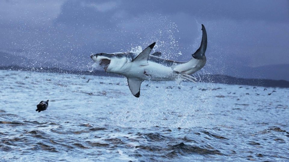 Australia se ha visto inundada por ataques de tiburones recientemente. Foto: Pixabay