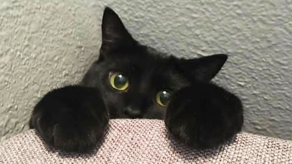 Es probable que el 50% de las personas que busquen adoptar gatos negros en octubre y noviembre para ritos, cultos y brujería. Foto: @
insta_blackcats_club Instagram