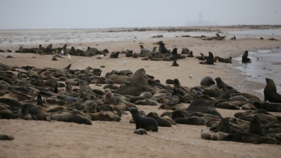 La organización dijo la semana pasada que miles de crías de focas muertas habían aparecido en la costa. Foto: Archivo/ Reuters