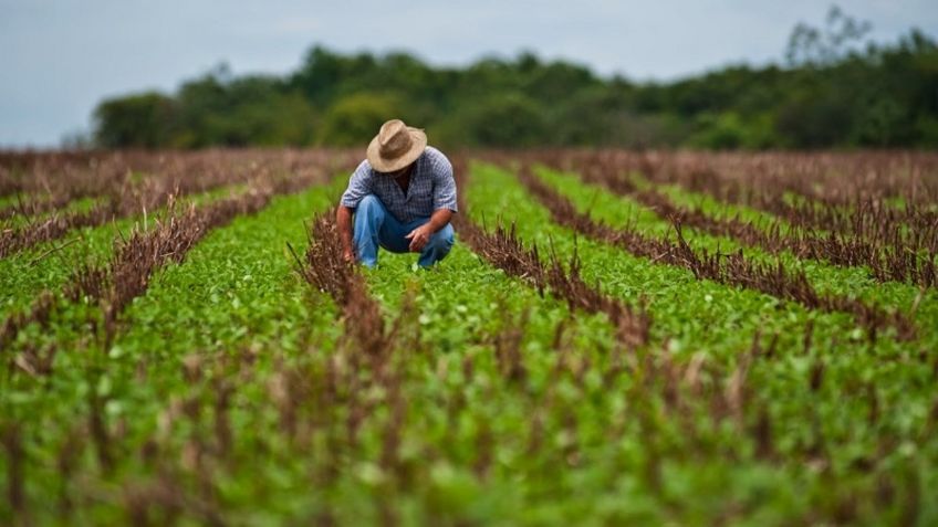 México, EU y Canadá van por regulación en el uso de plaguicidas agrícolas