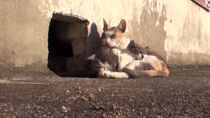 Gatita se queda al lado de su cría a pesar de que tiene las patas destrozadas; VIDEO